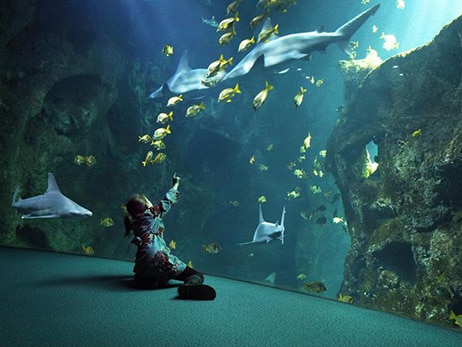 Aloa Vacances : Les Pirons Le 7eme Continent Aquarium Tourisme