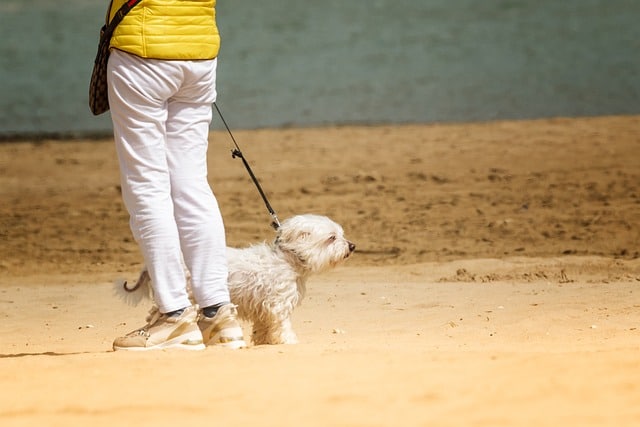 vacancière sur la plage pendant son séjour au camping acceptant les chiens