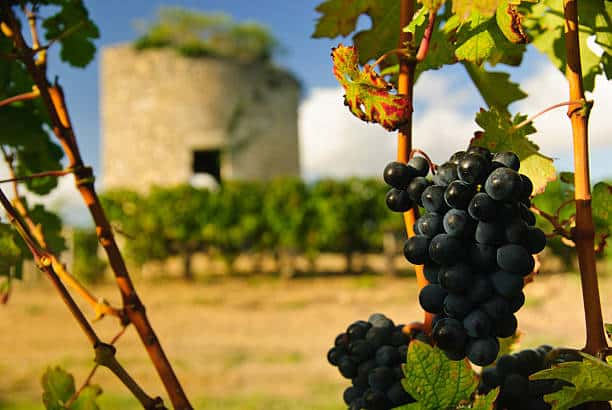 Aloa Vacances : Grapes And Ruined Medieval Tower In Vineyard In Region Medoc, France