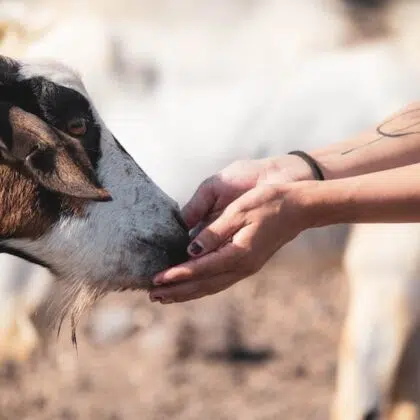 Que faire en famille au camping à Argelès-sur-Mer ? 10 animal ferme decouverte - camping argeles-sur-mer