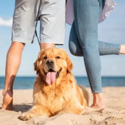 Camping avec chien 16 Closeup of beautiful dog lying on the beach while young couple standing