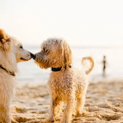 Emplacements 9 RIVIERA EMPLACEMENT 3