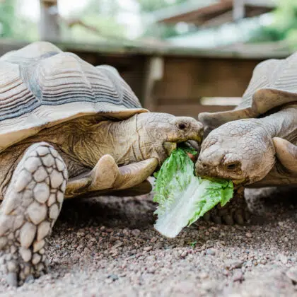 Zoo de la Baule-Escoublac 7 zoo à la baule-escoublac