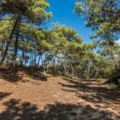 foret domaniale olonne sur mer