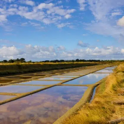 marais olonne sur mer